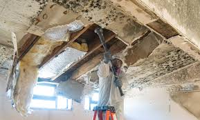 Reliable Carson, CA Mold Inspection Solutions